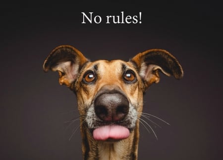 No rules! - elke vogelsang, dog, wieselblitz, animal, funny, cute, caine, face, tongue