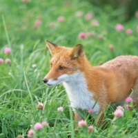 Red Fox In Spring Meadow