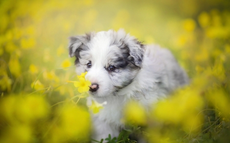 Puppy - summer, flower, caine, cute, field, puppy, yellow, dog