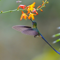 Humming-bird