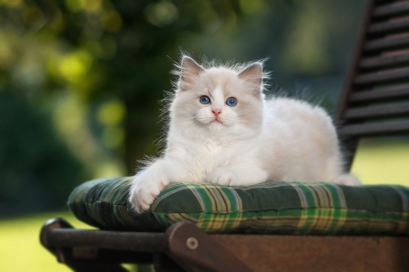 Kitten - summer, cat, chair, pisica, animal, kitten, paw, green, garden, siamese