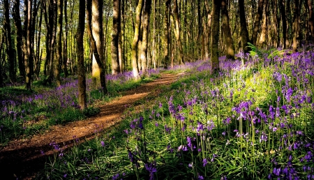 Flowers in the Forest - flower, tree, forest, nature