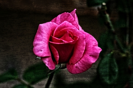 Pink Rose - nature, rose, flower, pink