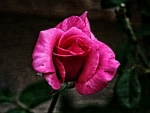 Pink Rose