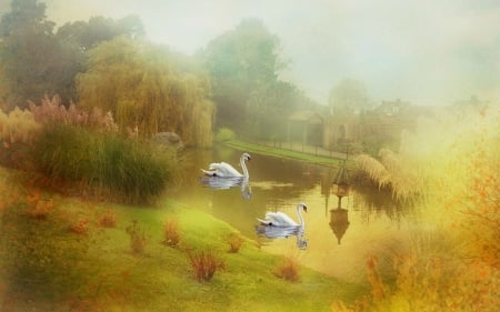 Swans In The Mist - fence, swans, trees, water, buildings, mist, rock, pond, grass