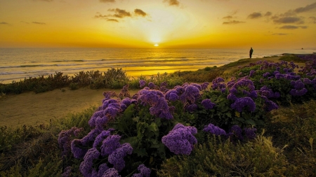 Pacific Ocean,California,USA - usa, flowers, clouds, sunset, nature, beach, pacific, ocean