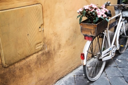 bicycle - flowers, box, bicycle, wall