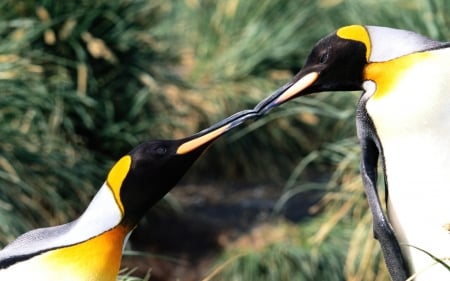 penguins - beach, penguins, animal, bird