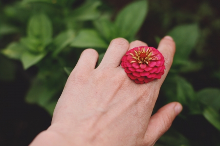 Beautiful Flower - red, flower, hand, nature