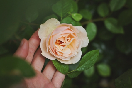 Beautiful Flower - flower, hand, nature, rose