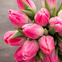 Fresh Tulips