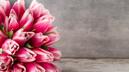 Fresh Tulips - bloom, flowers, tulips, pink