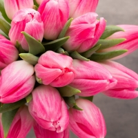 Fresh Tulips