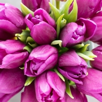 Fresh Tulips