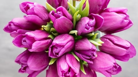 Fresh Tulips - bloom, flowers, tulips, petals