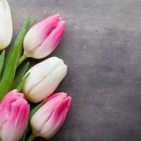 Fresh Tulips