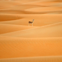 Arabian Oryx in Sanctuary