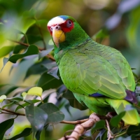 White Fronted Parrot,Amazon Bird