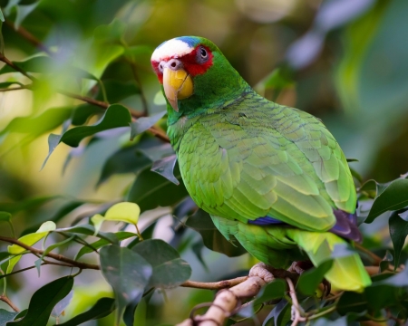 White Fronted Parrot,Amazon Bird - animal, bird, parrot, amazon, branches, green