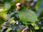 White Fronted Parrot,Amazon Bird