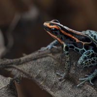 Red-backed poison frog