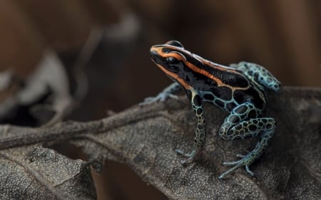 Red-backed poison frog - animal, red-backed, blue, ranitomeya ventrimaculata, frog, poison