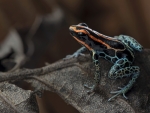 Red-backed poison frog