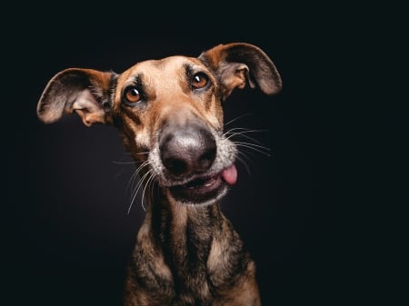 Funny face - elke vogelsang, dog, wieselblitz, black, animal, funny, caine, face, tongue