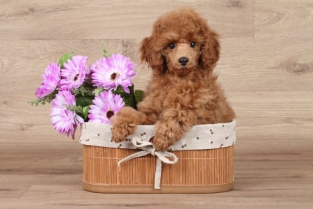 Cute Poodle - brown, dog, flower, pink, poodle, basket, dwarf, cute, caine, puppy