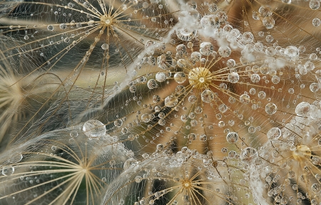 Dandelion seeds and water bubbles - skin, macro, dandelion, water, seed, texture, bubble