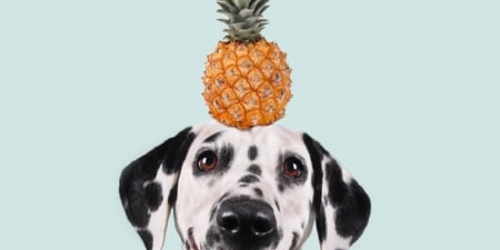 Funny Dalmatian - yellow, funny, fruit, eyes, dog, caine, dalmatian, pineapple