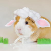 Cute "bunny"