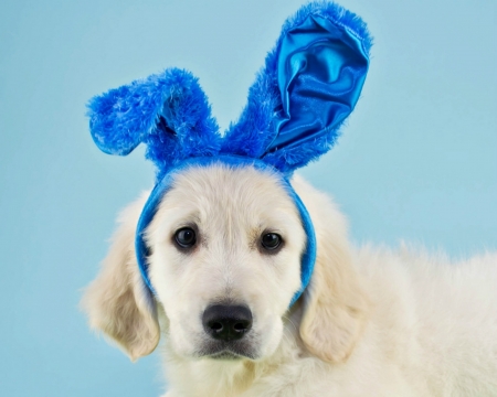 Happy Easter! - puppy, easter, funny, bunny, caine, white, ears, labrador, blue, dog, animal, cute