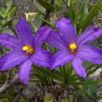 Lovely Purple Flowers