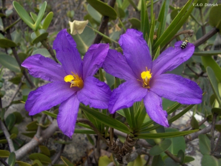 Lovely Purple Flowers - nature, branches, purple, petals, flowers