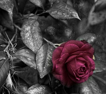 Red Rose - rose, red, thorns, leaves