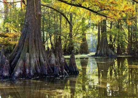 Everglades, Florida - sunlight, trees, water, reflection