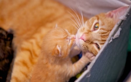 Cat with kitten - love, cat, kitten, red