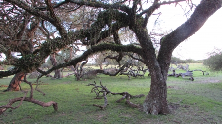 arbol - bosque, tree, arbol, arbolito