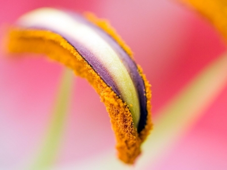 orange flower - macro, flower, orange, plant