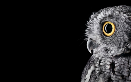 owl - portrait, owl, bird, animal