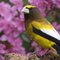 Beautiful Yellow Bird