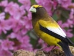 Beautiful Yellow Bird