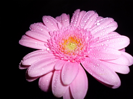 Pink Gerbera - flower, drops, dew, pink, petals, gerbera, macro, nature