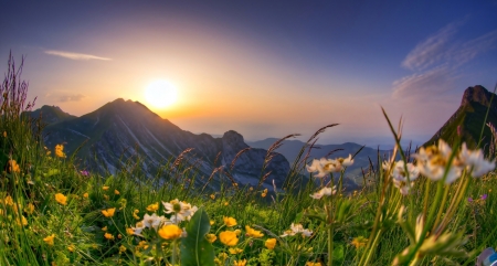 Mountain Sunrise - nature, mountain, sunrise, flower