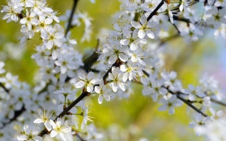 Spring Blossoms - blooming, tree, petals, twigs