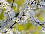 Spring Blossoms