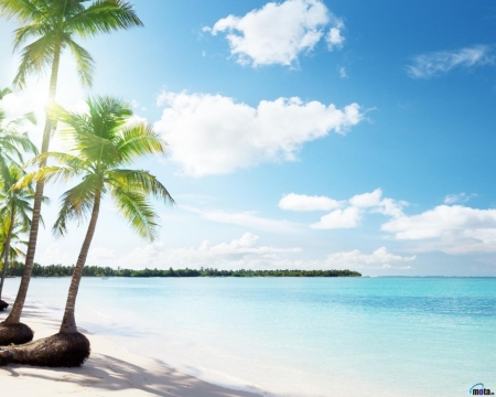 Ocean Beach - nature, ocean, beach, trees, clouds, palm