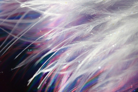 Feathers - black, white, feather, texture, pink