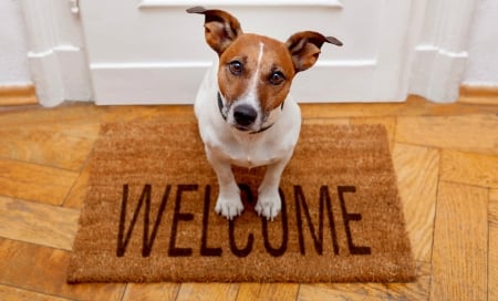 Welcome! - word, caine, jack russell terrier, dog, card, animal, funny, welcome